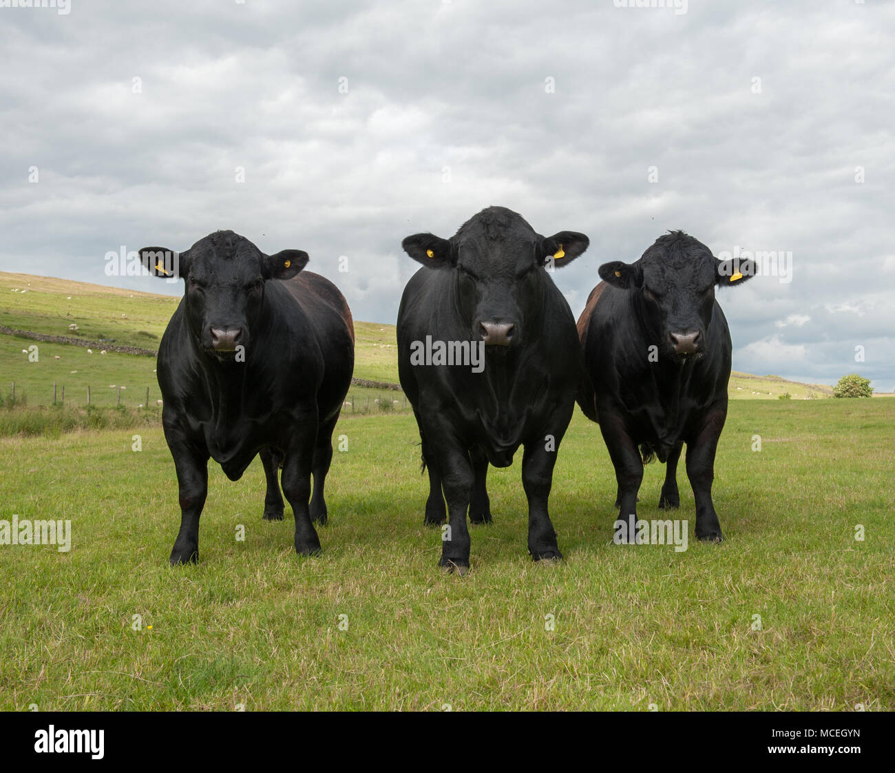 Pedigree Black Angus di Aberdeen tori pascolare nel Northumberland. Foto Stock