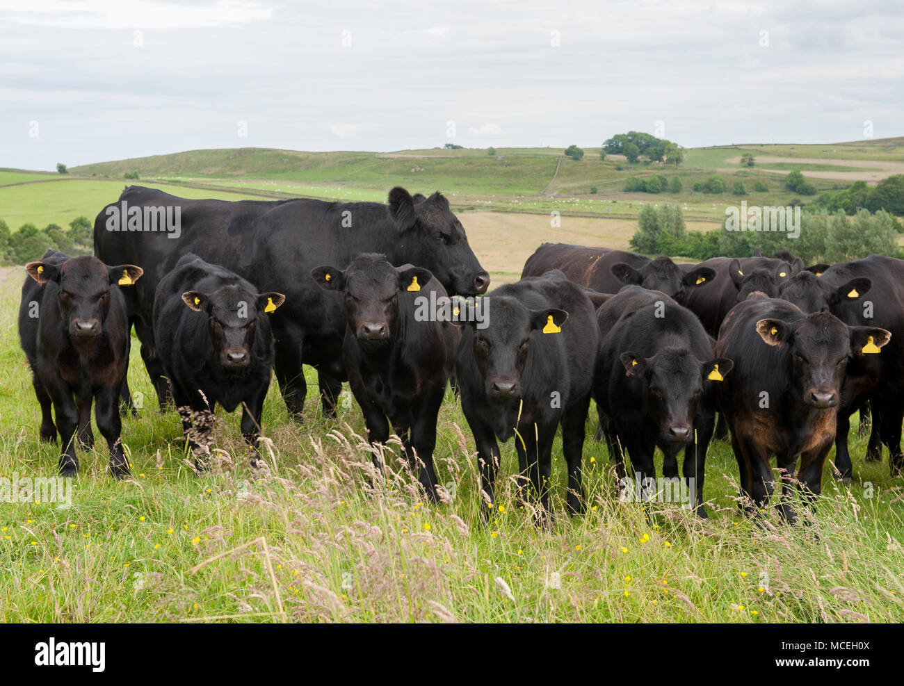 Pedigree Black Angus di Aberdeen vacche e pedigree Black Angus di Aberdeen vitelli pascolare nel Northumberland. Foto Stock