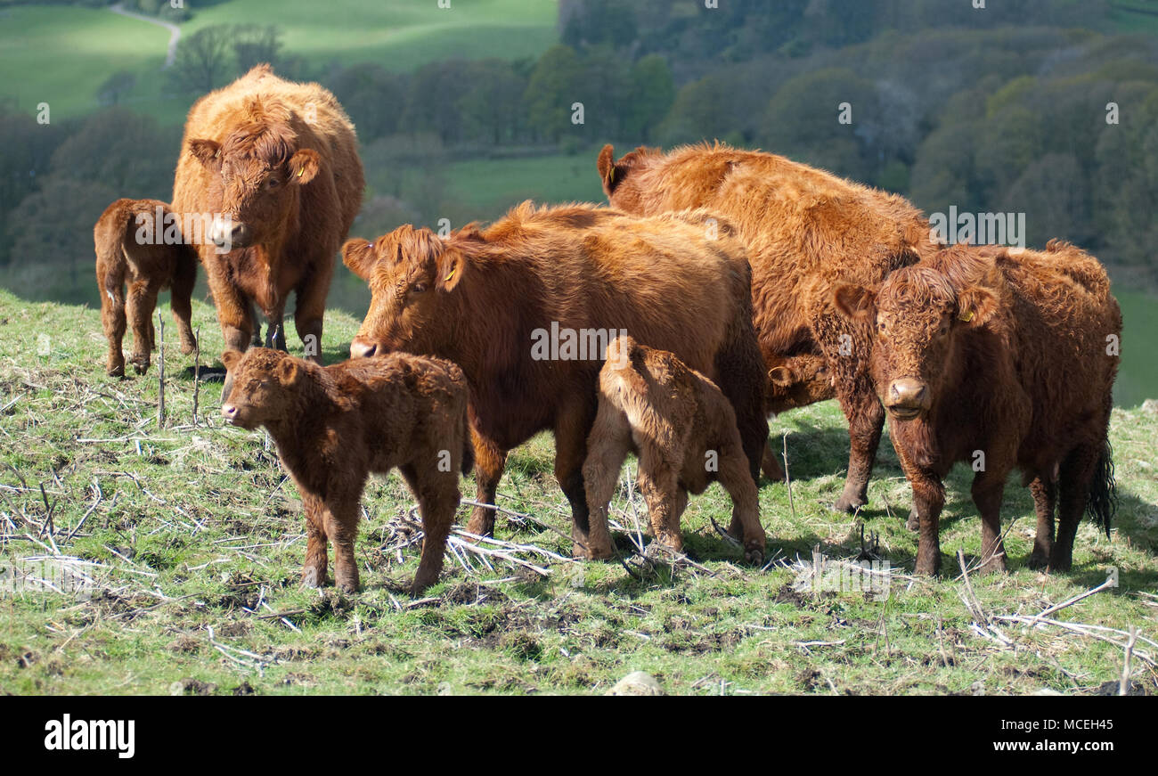 Luing puro vacche e vitelli Luing di pascolare su una collina a sud di Cumbria Foto Stock