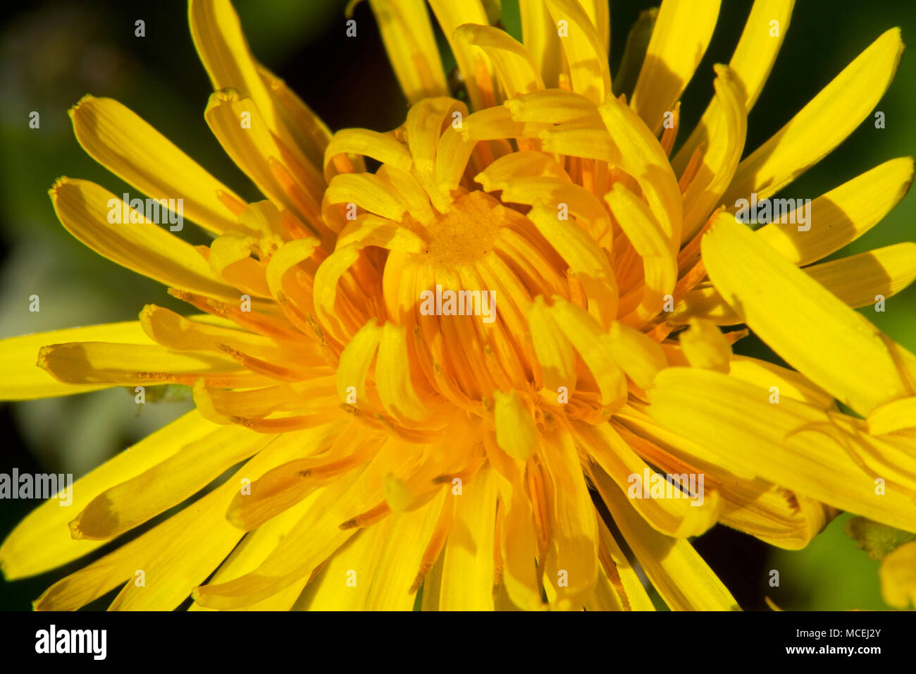 Close-up del composito testa di fiori di tarassaco Foto Stock