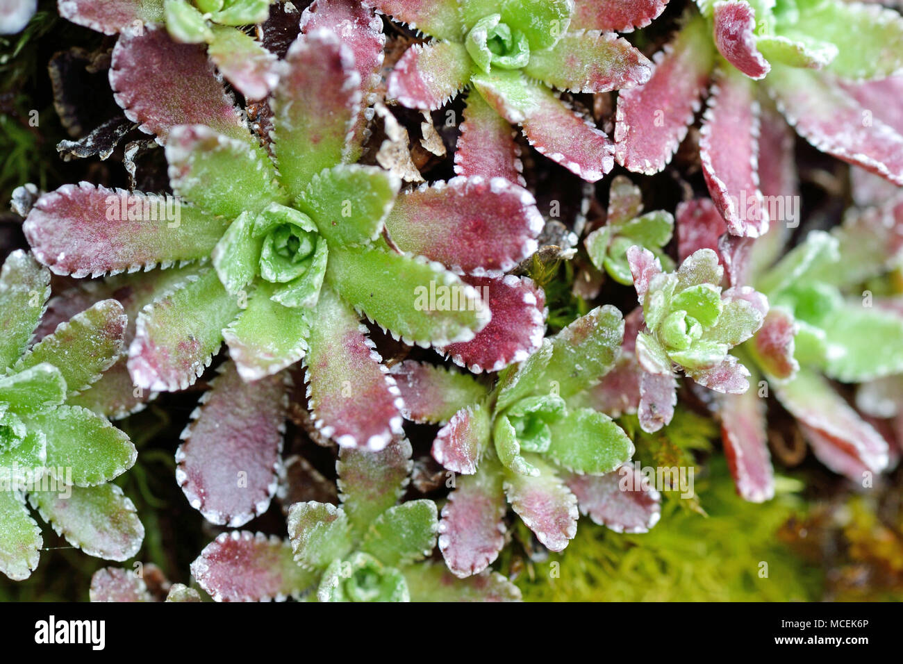 Macro di piante succulente sulle rocce Foto Stock