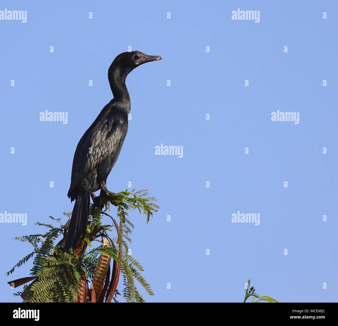 Cormorano indiano si appollaia su un albero dopo un veloce tuffo in acqua per la preda Foto Stock