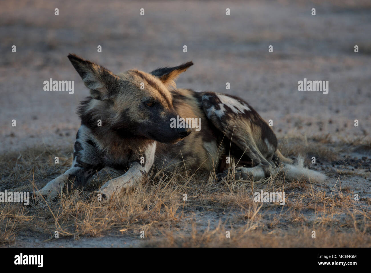 Femmine gravide di dipinto di cane (LYCAON PICTUS) di appoggio nella spazzola, ZAMBIA Foto Stock