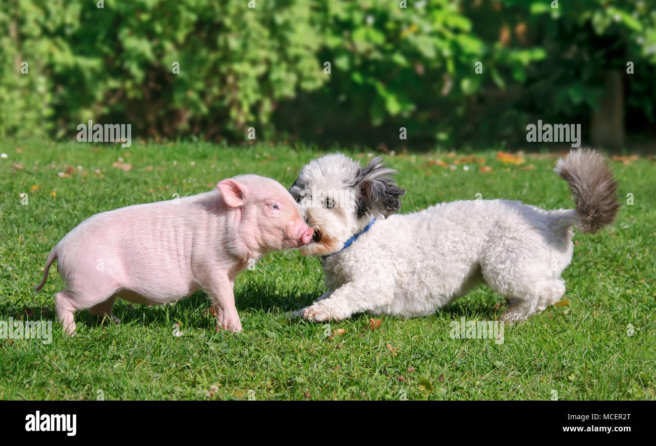 Carino minipig giovani e un piccolo cane, Coton de Tulear, giocano insieme su un prato verde prato in un giardino Foto Stock