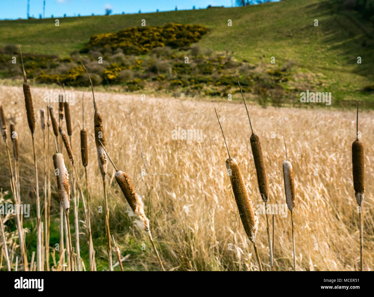 Giornata di primavera con sole sulle torrone o sulle code di gatto-o-nove, Typha latifolia, in palude di canna, Lothian orientale, Scozia, REGNO UNITO Foto Stock