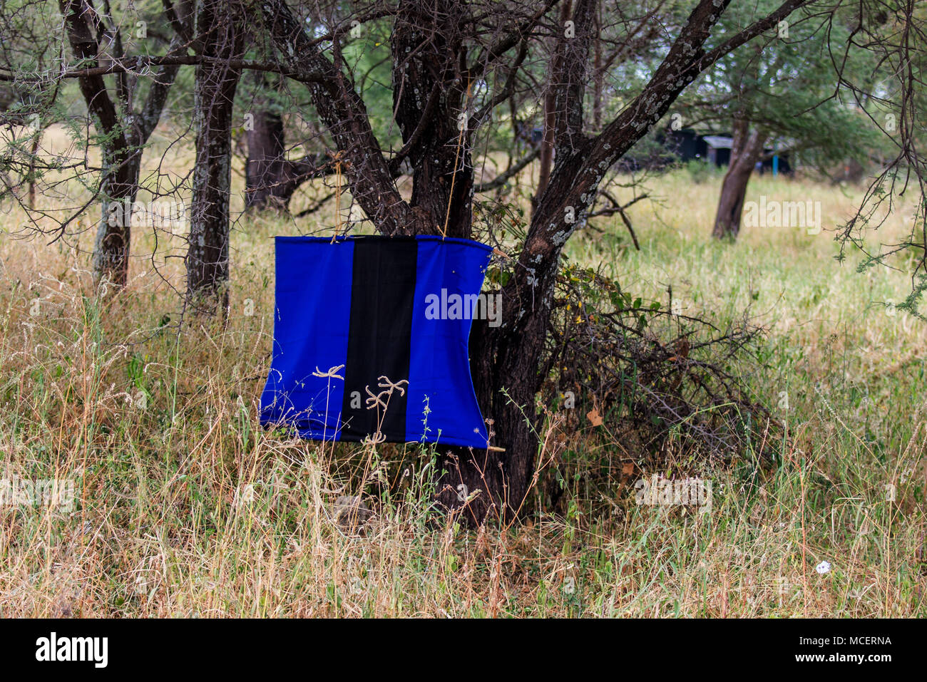 Blu e nero trappola per insetti appeso da albero, Parco Nazionale di Tarangire e, TANZANIA Foto Stock