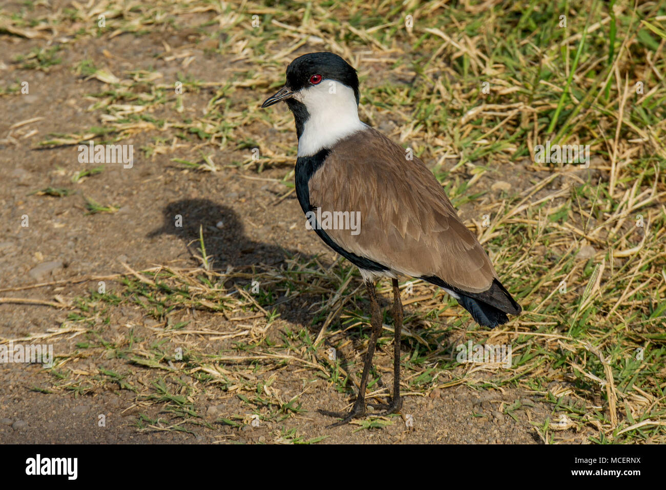 CLOSE UP dallo sperone pavoncella o dallo sperone PLOVER (VANELLUS SPINOSUS), il lago Manyara NATIONAL PARK, TANZANIA Foto Stock