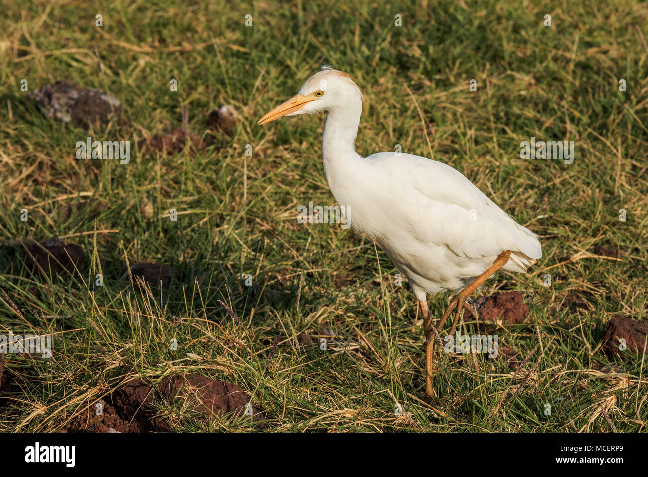 Airone guardabuoi (Bubulcus ibis) passeggiate attraverso prati, Lake Manyara NATIONAL PARK, TANZANIA Foto Stock