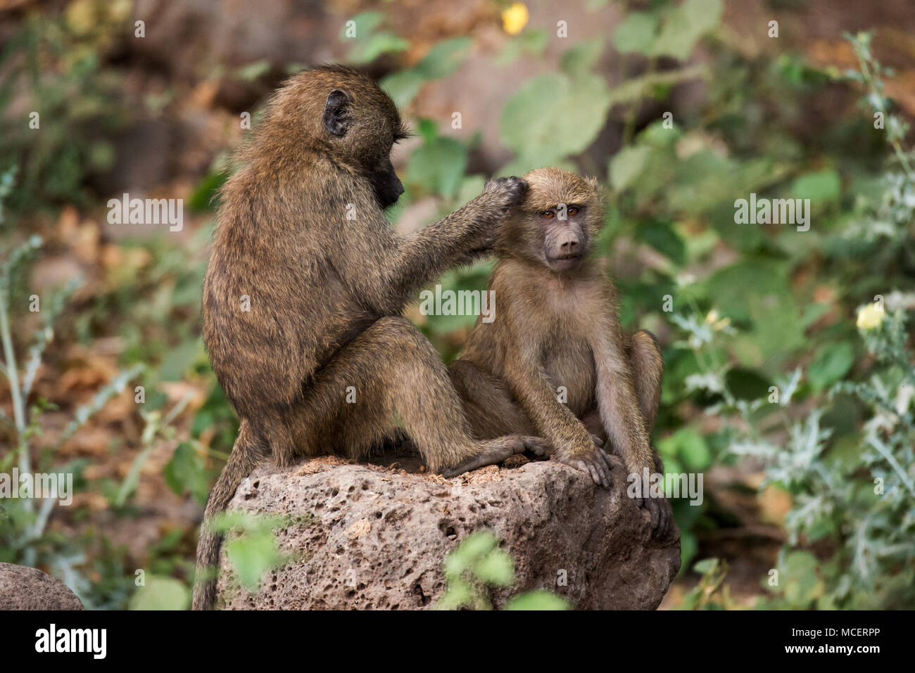 Babbuino giallo (PAPIO CYNOCEPHALUS) MADRE PREENING giovane babbuino, Lake Manyara NATIONAL PARK, TANZANIA Foto Stock