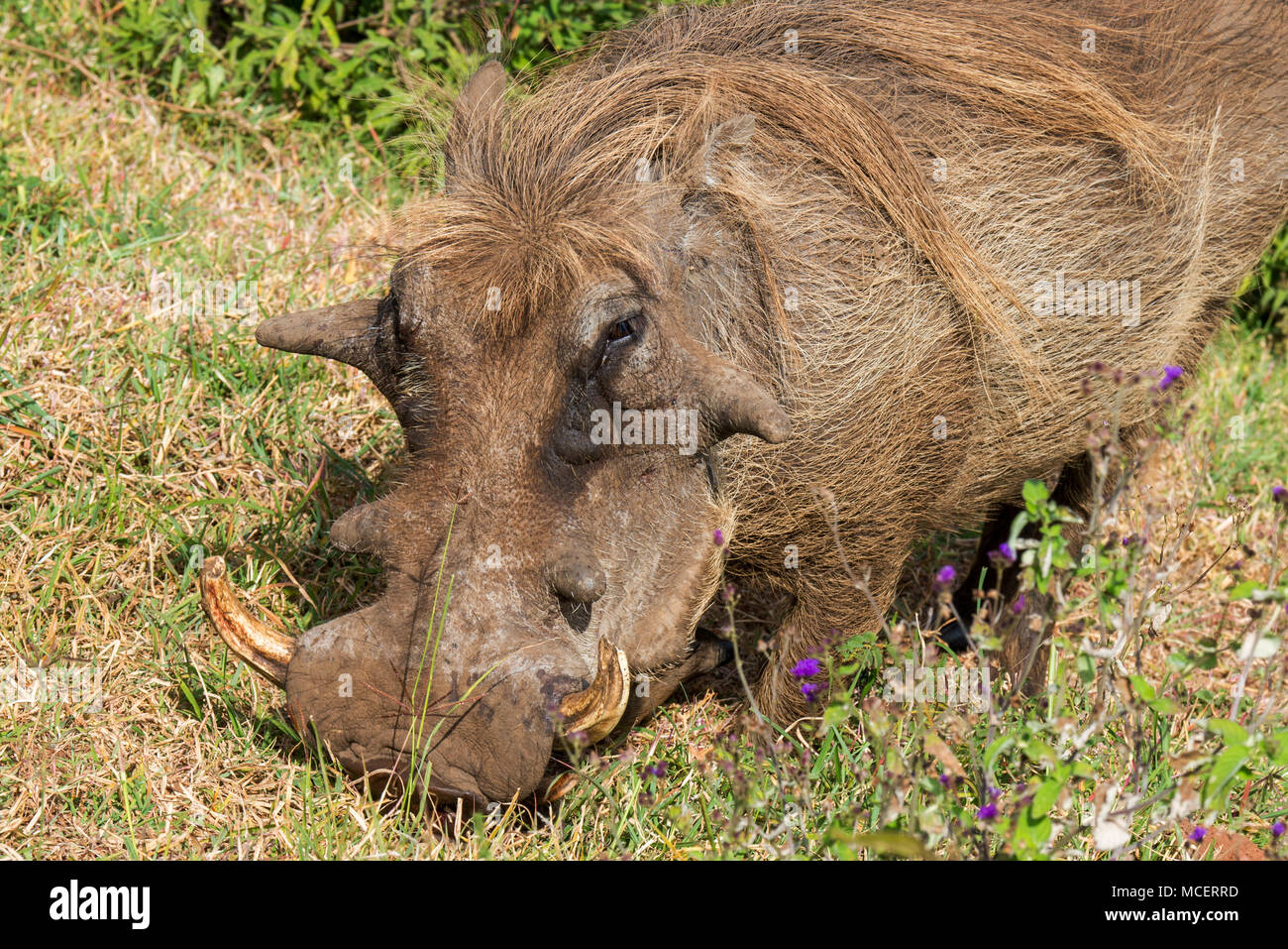 CLOSE UP WARTHOG maschio (PHACOCHOERUS AFRICANUS), Ngorongoro Conservation Area, TANZANIA Foto Stock