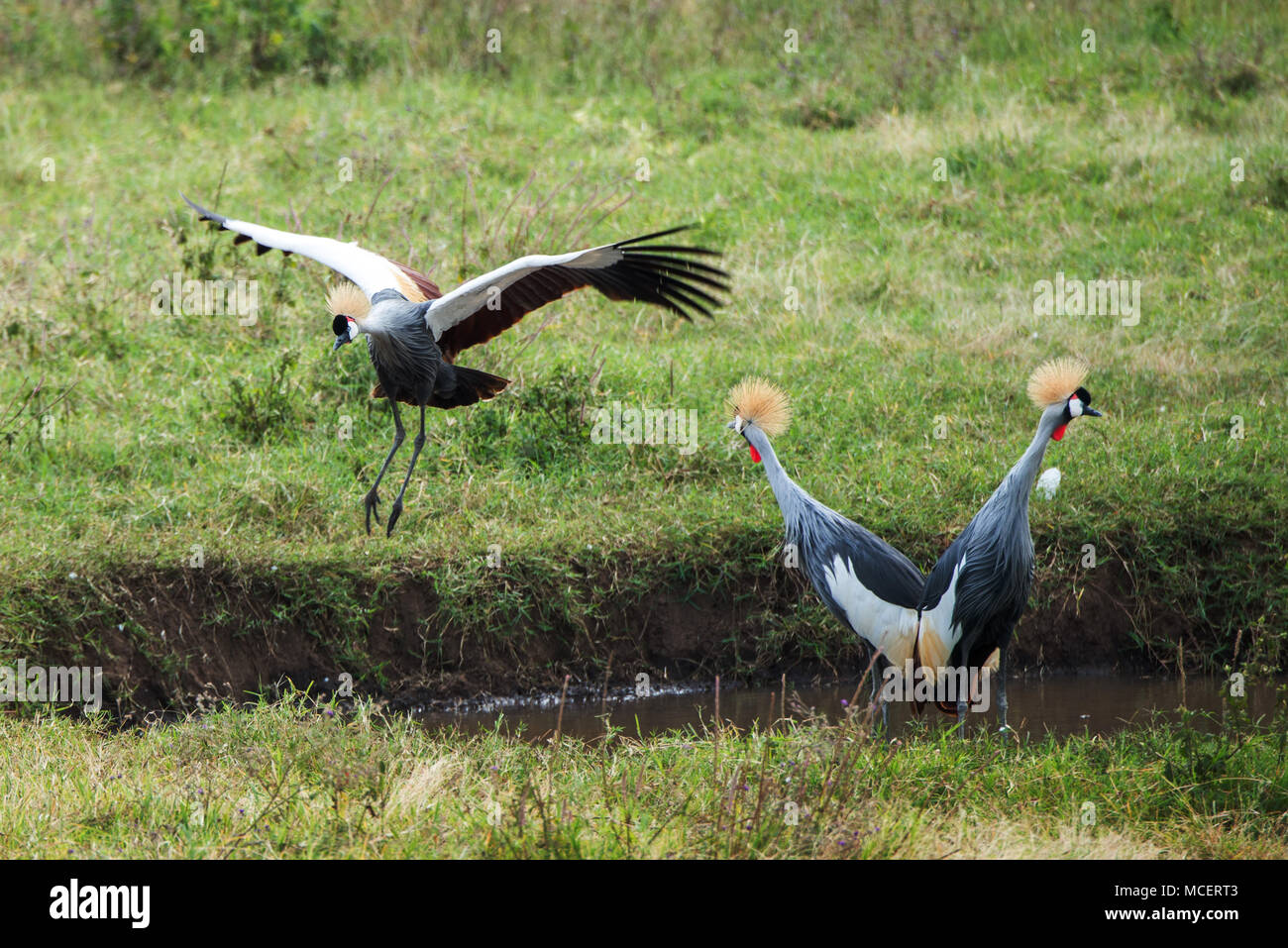 Grey Crowned Crane (Balearica regulorum) a bordo d'acqua, Ngorongoro Conservation Area, TANZANIA Foto Stock