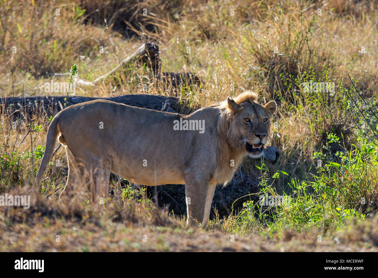 Leone maschio (PANTHERA LEO), il Parco Nazionale del Serengeti, TANZANIA Foto Stock
