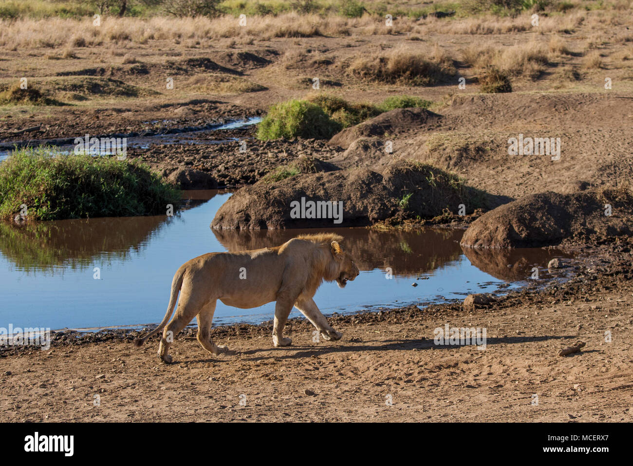 Leone maschio (PANTHERA LEO) passeggiate vicino al foro per l'acqua, parco nazionale del Serengeti, TANZANIA Foto Stock