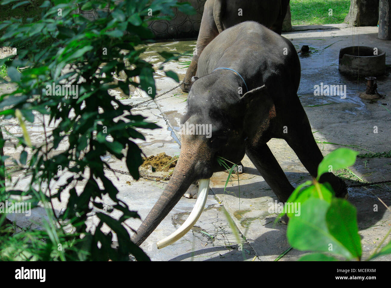 L'elefante di Sumatra (Elephas Maximus sumatrensis), una sottospecie di elefante asiatico, è relativamente più piccolo, ha i piedi incatenati ed è in cattive condizioni. Foto Stock