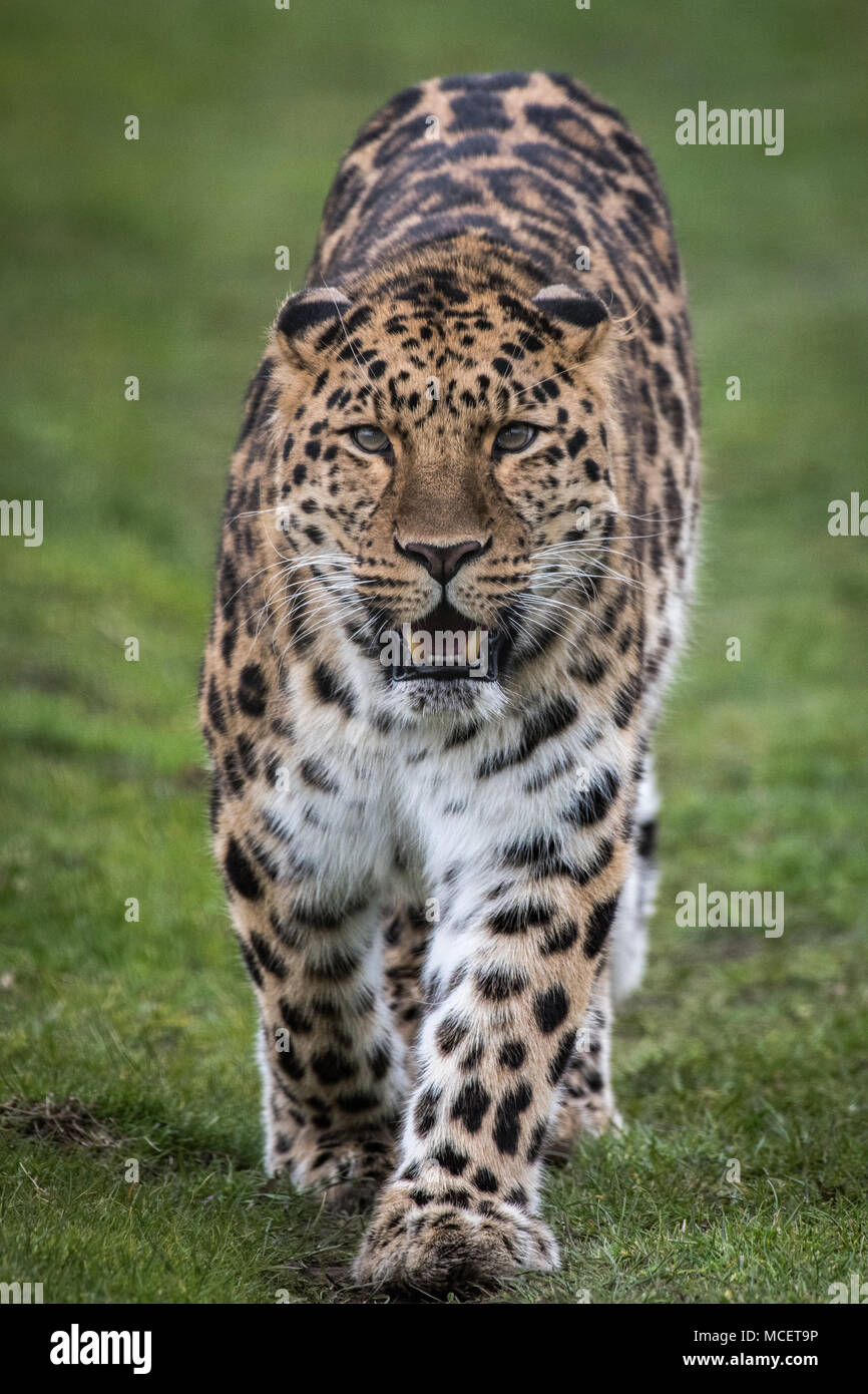 Leopard big cat rivolta verso il lato anteriore a piedi Foto Stock