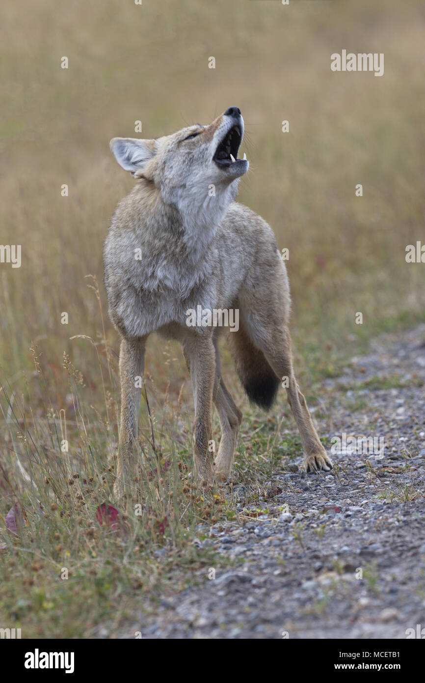 Wild coyote solleva la testa e ululati lungo i laghi di spruzzo strada in Peter Lougheed Parco Provinciale, Kananaskis County, Alberta, Canada. È la stagione autunno, sep Foto Stock