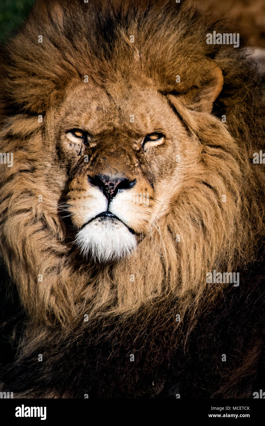 Chiusura del grande leone maschio Foto Stock