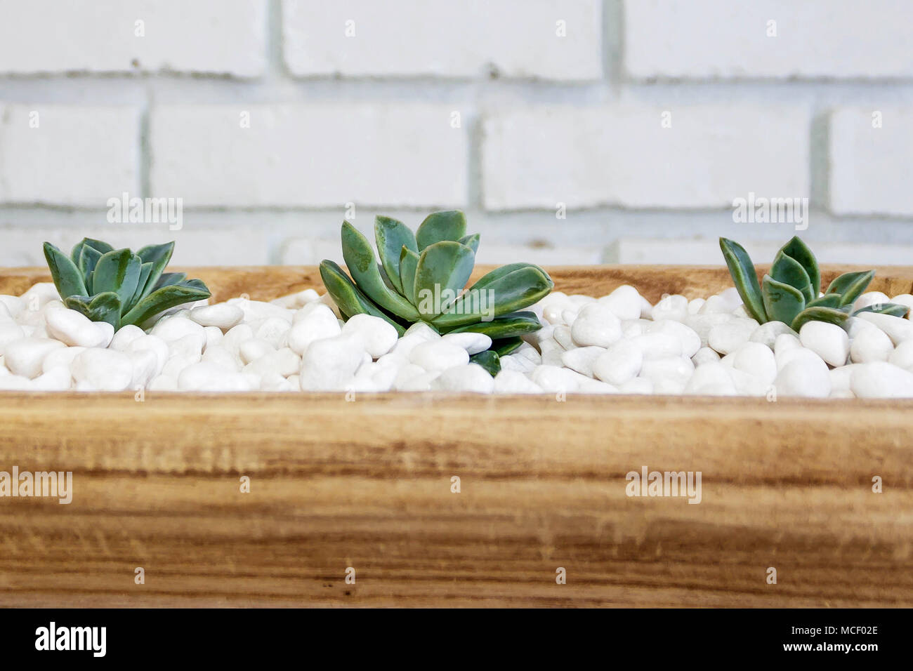 Succulente in ciottoli bianchi in botte ciotola still life Foto Stock