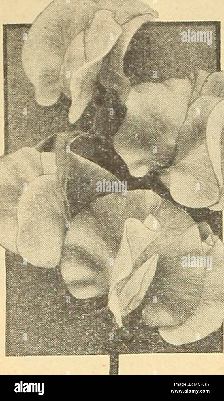 . Early-FEowering Orchid piselli dolci per la Serra e precoce fioritura Outdoor 4045 Blue Bird. Viola-blu. 4047 damigella. Rosa argenteo. 4048 Daphne. Salmone soft-rosa. 4053 l'armonia. Bella lavanda. 4055 Speranza. Nero-bianco seminate. 4064 Mariner. Chiaro blu marino. 4067 Mars. Oxblood crimson. 4069 la sig.ra Herbert Hoover. Un par- ticularly attraente ricca di colore blu. 4081 Shirley Temple. Soft rosa. 4083 Sunray. Cerise cremosa. 4086 Triumph. Lilla-malva. '4087 Valencia. Sunproof arancione. Qualsiasi dei sopra: Pkt. 15c; J^ oz. 40c; oz. 7Sc. / Collezione di 12 scelta r Early-Flowering Stveet piselli ^ Foto Stock