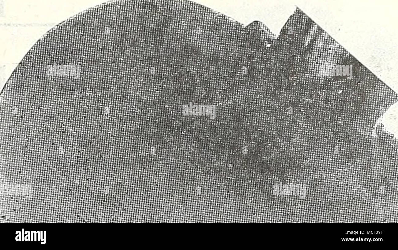 . Dreer della speciale Crosby 145 egiziano Dreer della speciale Crosby egiziano di 58 giorni. Una bella barbabietole con buccia rosso intenso e ver- milion-carne rossa. Grana fine, dolce, tenera e appetitoso. Selezionato per uniformità di forma, estrema precocità e belle qualità di mangiare. Pkt. Cio; oz. 25c; ^ lb. 70c; &gt;4 lb. $1.20. 157 Lentz. 55 giorni. Una qualità barbabietole con quasi la carne bianca che mostra thin Red Zone che scompaiono in cottura. La più dolce di tutte le prime di barbabietole. Pkt. 10c; oz. 2Sc; 14 lb. 80c; Vz lb. $1.45. 1 64 Inizio meraviglia. 58 giorni. Un inizio di globo-a forma di barbabietole di dimensione uniforme. Circa 3 pollici ac Foto Stock