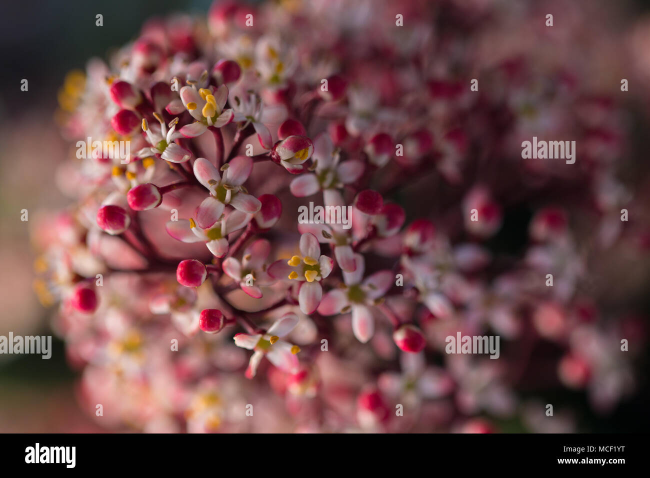 Fiori maschili della Skimmia Japonica Rubella, chiudere l'immagine che mostra delicati fiori rosa e bianchi con un centro di giallo, Shepperton, Inghilterra U.K. Foto Stock