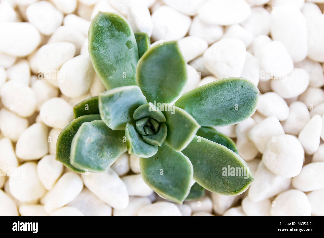 Verde isolato succulenti sui ciottoli bianchi Foto Stock