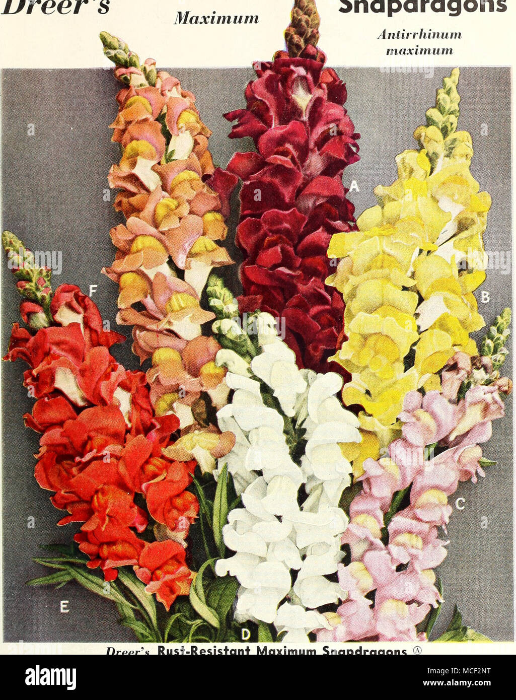 . Dreer^s Rust-Resistant massimo di bocche di leone 1 1 94 regina di rame. (F) Questo è uno dei più imponenti tipo[i igy Alaska. (D) di bocche di leone formando una vigorosa , gg Q^^j,fâ^ /g, free-piante in fiore che crescono 3 P â &gt; metri in altezza. Ha forte robusto steli dei fiori strettamente insieme con grande e ben formata blumi. Un excep- tionally ammenda tipo per alte frontiere e notevole per il taglio di essere - la causa della sua magnifica dimensioni. 1 195 Crimson. (.) 1 197 bellezza. (C) 1199 gigante giallo. (B) qualsiasi di quanto sopra: Pkt.lSc; pkt di grandi dimensioni. 7Sc; % oz. .Fl.SO. Massimo 1200, mista. Una gloriosa miscela comprendente tutte le al di sopra di un Foto Stock