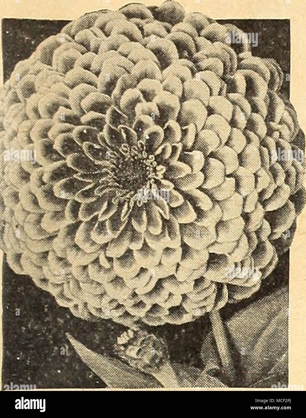 . Zinnia, Super Corona d'oro â tinte pastello Super Corona d'Oro 4510 tinte pastello immagine giusta una miscela di morbida, di colore giallo oro antico, luce rosa albicocca-rosa, e varie sfumature di salmone, pesca e buff, vivace cerise-salmone, così come il bianco puro e la crema di latte in ben formata completamente a doppia fiorisce la misura S a 55^ pollici attraverso. Questo è ciò che un letto di queste belle e nuove funzionalitã wOl Zinnias darvi. Le piante crescono di 3 metri di altezza e fiore profusamente da midsummer fino al gelo.Pkt.lSc; pkt di grandi dimensioni. 40c; Y^ oz. 7Sc. 4582 Lilliput miscela pastello giardinieri che preferiscono il più morbide sfumature pastello troveranno questa nuova stra Foto Stock