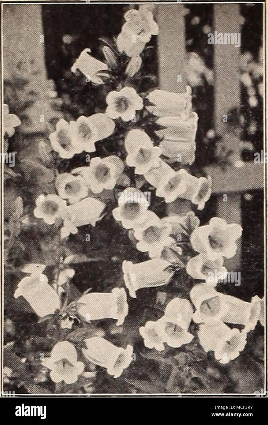 . Campanula medium Campanula calycanthema ® ® Cup-e-Saucer Canterbury Bells questo è senza dubbio il migliore tipo di questo vecchio stile e molto pregiato pianta di giardino. Essa si differenzia dalle altre per il fatto che ogni fiore ha un ampio calice che è dello stesso colore del fiore. Giugno-luglio. 3 ft. 1661 blu scuro 1665 Rose-Pink 1663 Azzurro 1667 BIANCO A ny di sopra: Pkt. 15c; pkt di grandi dimensioni. 50c; oz. 75c. f 4768 Canterbury Collezione campana un pacchetto in ciascuno dei suddetti 4 colori, valore 60c, 45c. JJ 1670 Calycanthema, migliori colori misti. Una miscela di tutti i colori. Pkt. 10c; pkt di grandi dimensioni. 40c; J oz. 6 Foto Stock . Campanula medium Campanula calycanthema ® ® Cup-e-Saucer Canterbury Bells questo è senza dubbio il migliore tipo di questo vecchio stile e molto pregiato pianta di giardino. Essa si differenzia dalle altre per il fatto che ogni fiore ha un ampio calice che è dello stesso colore del fiore. Giugno-luglio. 3 ft. 1661 blu scuro 1665 Rose-Pink 1663 Azzurro 1667 BIANCO A ny di sopra: Pkt. 15c; pkt di grandi dimensioni. 50c; oz. 75c. f 4768 Canterbury Collezione campana un pacchetto in ciascuno dei suddetti 4 colori, valore 60c, 45c. JJ 1670 Calycanthema, migliori colori misti. Una miscela di tutti i colori. Pkt. 10c; pkt di grandi dimensioni. 40c; J oz. 6 Foto Stock