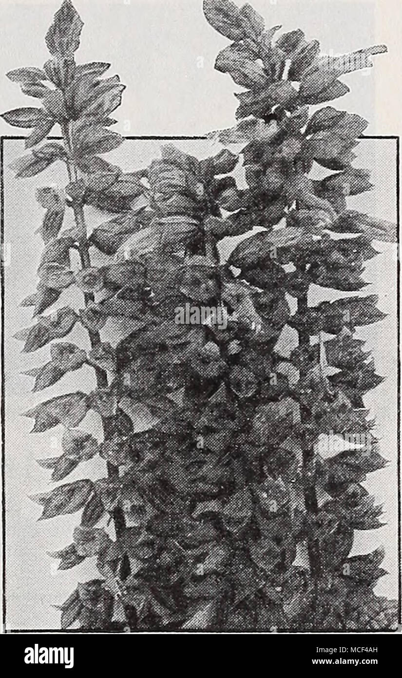 . Scarlet Salvia Salvia-5^età pronto 1 Maggio America {Scarlet salvia). Questo è il migliore di tutti i saggi scarlatto, essendo il più presto, Freest, e la maggior parte bloomer continuo. Esso è anche il più uniforme in abito di crescita. 25c ciascuna; $2.50 per doz. Viola Re. Una nuova varietà di una ricca prugna-viola. Molto efficace per l'uso del giardino. 25c ciascuna; $2.50 per doz. Dreer le superbe Petinia.S-Pronto può i due ceppi di nelle petunie qui offerti sono stati proclamati da esperti ed amatori aUke come i migliori per essere avuto ovunque in tutto il mondo. Essi sono il risultato di più scrupolosa selezione effettuata per mo Foto Stock