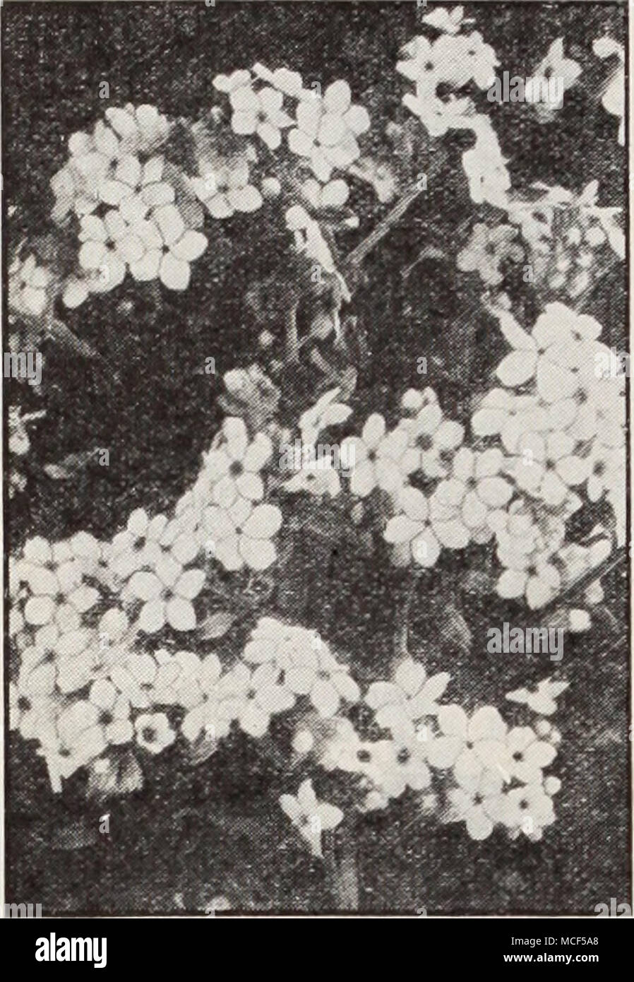 . Myosotis alpestri-;. Royal blu Myosotis H Forget-Me-non pochi fiori di primavera sono più ammirato rispetto alla graziosa Forget-Me poveri che sono espe- cially efficace quando coltivate in masse. Per- ennial e hardy se dato una leggera protezione attraverso l'inverno. Le sementi possono essere seminate in qualsiasi momento a partire dalla primavera fino a metà estate. Il Alpestris varietà e Dissitiflora entrano in fiorisce in aprile e sono in gran parte utilizzati per i letti o confini in connessione con la molla- bulbi, Pansies, ecc. Il Palustris ordina non fiorisce fino a maggio, ma continuare fino all'autunno. 9 a 12 pollici. 3231 Alpestris, blu royal. Ricca indigo-blu Foto Stock