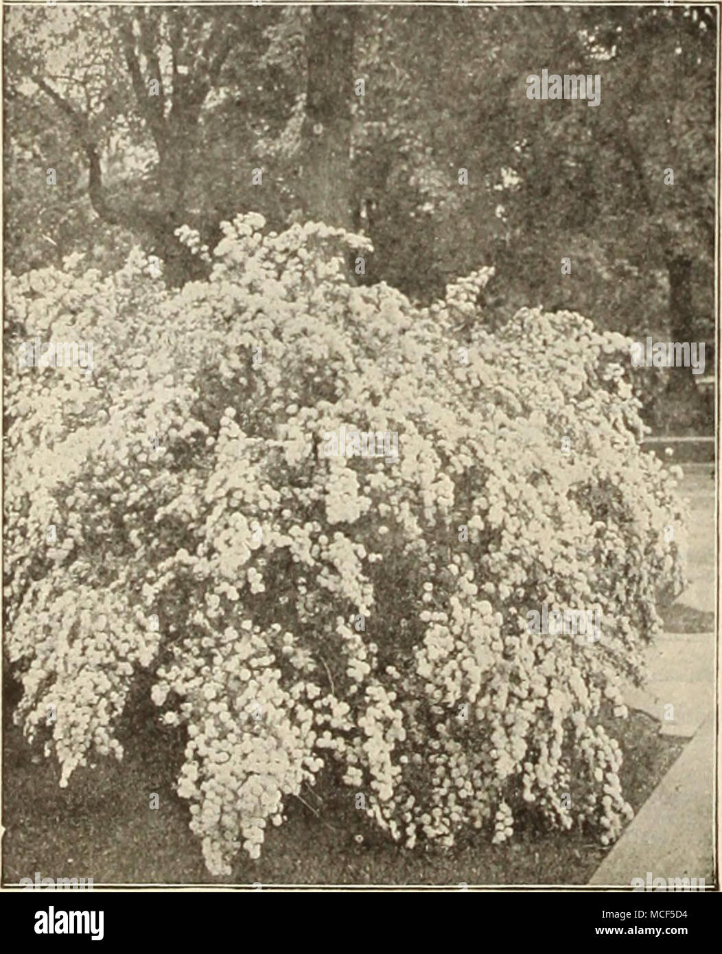 . SPIR^A VAN HOUTTEI Prunus. La Japonica fl. pi. (Doiiblc-Flowcrini^ mandorla). Un bellissimo arbusto nana, producendo vistosi fiori doppi inizio in maggio prima le foglie vengono visualizzati. Siamo in grado di fornire sia bianco e rosa. 60 cts. ciascuna. PIssardI (viola-lasciava prugna). Un arbusto nana, coperto con singola bianco fiori in primavera ; quando il loro primo apparire le foglie sono un lustri crimson, cambiando in una ricca viola. 50 cts. ciascuna. Triloba (Double-flnwerinii prugna). Di media altezza, semi-doppio di delicati fiori rosa in primavera. 50 cts. ciascuna. Pyrus Japonicus (Giappone mela cotogna). Un molto showT arbusto di altezza media, Foto Stock