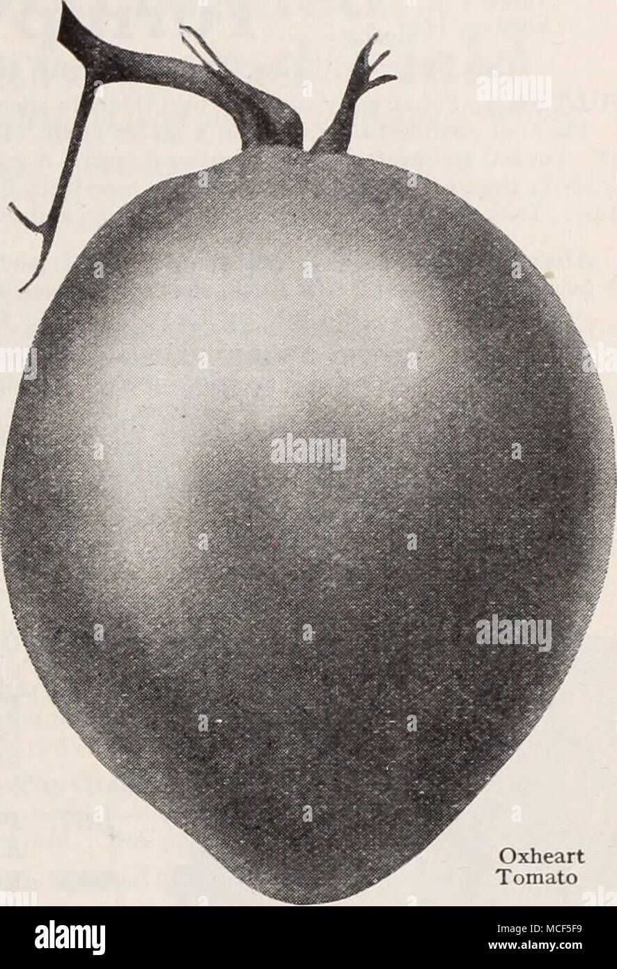 . Pomodoro Oxheart 927 Oxheart. Una recente introduzione, distinti in ogni modo. Una varietà tardiva con molto grandi, perlopiù rosa, nettamente a forma di cuore frutti. Straordinariamente solido con pochissimi semi e di un blando non sapore acido. La grande differenza tra le piante madri di questa varietà ibrida è responsabile per i pochi "off" tipo di frutta che si trovano in esso. Pkt. 20c; oz. 45c; oz. 85c; ho libbre $3.00. 930 Ponderosa. Il più grande il pomodoro coltivate e sempre un popolare e redditizio sorta per il giardino di casa. Grande rosa porpora di straordinaria solidità. Pkt. 15c; J oz. 40c; oz. 75c; lb. $2 Foto Stock