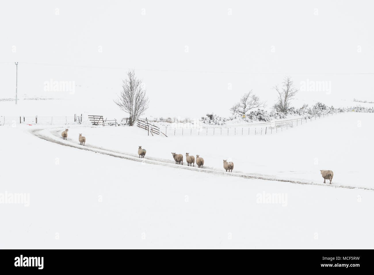 Pecore in una linea a camminare sulla via sulla neve Foto Stock