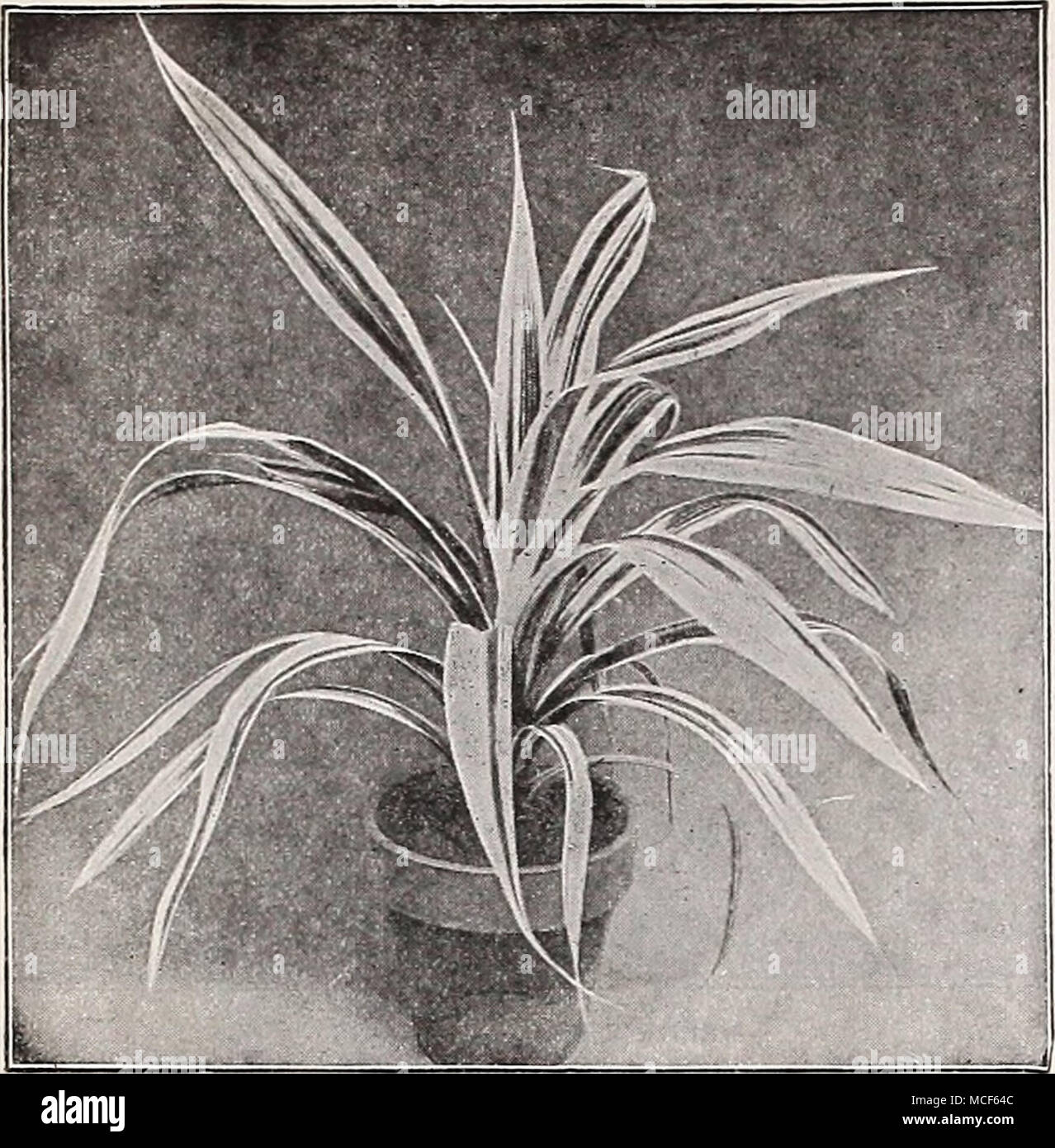 . VEITCHI PANDANUS Maranta. Preziosa decorazione piante in serra, notevole per il ricco- ness e la bellezza del loro fogliame vario. Ogni Albert! $o 50 Amabilis 50 Argyraa 75 Bambusaefolia . 50 Costata Qiabra . 75 Chantrieri ... 50 Eximea ...... 50 Gouletti 75 Qoveniana .... 25 Illustris 75 Icona se era 50 insignis 50 Kerchoviana ... 25 Kummeriana ... 50 Leopardina .... 75 Lietzei 50 Lietzei Superba . 50 Lubersi 50 Luciana 50 provvederemo a fornire a ciascuna delle 38 varietà, un grand riuniscono- tion, per ^18.00. Ogni Makoyana . . $0 50 Masangeana (Vero) 5° Medio Picta . . 50 Mosella ho 00 Musaica . 50 OPP Foto Stock