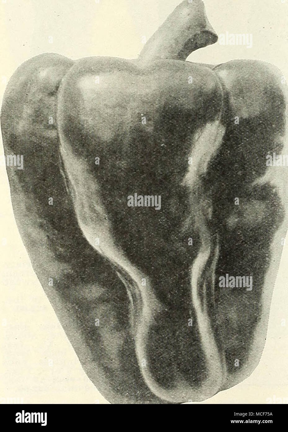 . .-- Ruby gigante o del battitore del mondo Pepe grande peperone di squash o di pomodoro. Piccolo e piatto, molto mite. Vz oz., 25 cts.; oz., 40 cts.; Vi lb., $1.10; lb., $4.00. Rainbow. I frutti sono montante, lunga e conica, e dall'inizio di verde Passa a bianco, quindi golden yel- basso e infine di scarlatto brillante. Molto prolifico, e numeri di frutti di colore in differenti stadi rendono molto attraente. Ottima qualità, spesso arricchito e molto dolce. Vz oz., 60 cts.; oz., $1.00; Vi lb., $3.50; lb., $10.00. Peperoncini y2 oz. Cayenne rosso lungo $0 25 " piccole e strette ... 25 Celeste 20 creolo, o Bird's Kye Foto Stock