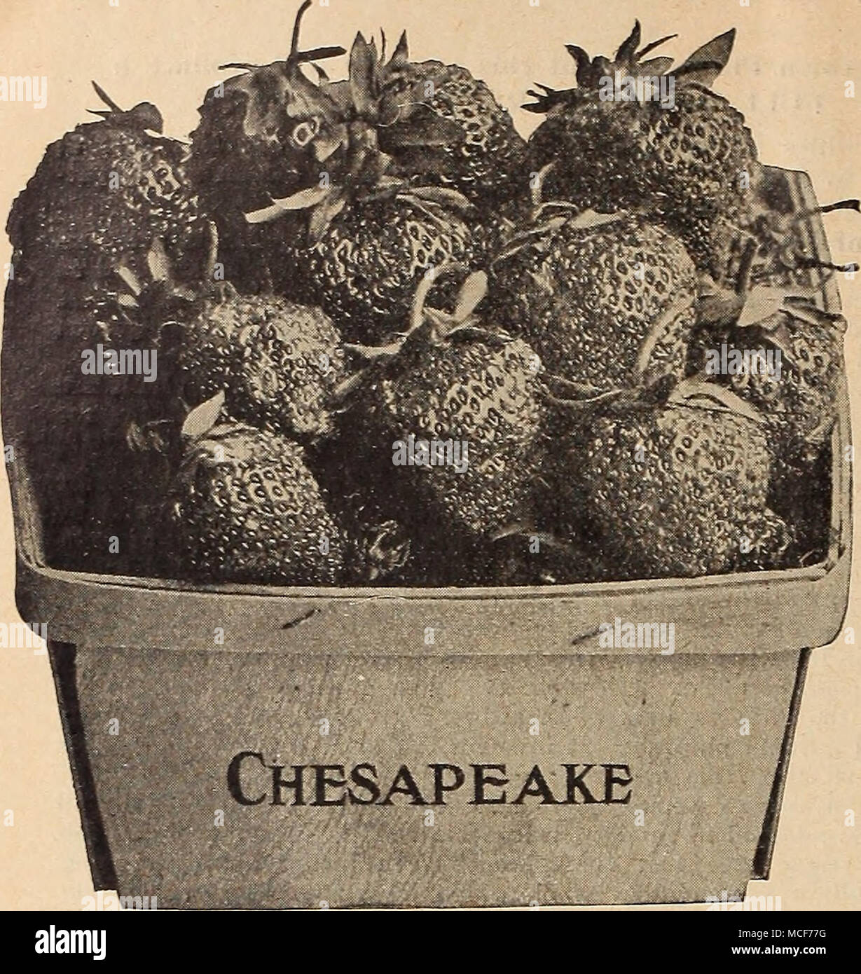 . ^ CHESAPEAKE (fine, perfetto) un più affidabile berry, che sta dando soddisfazione perfetta in tutte le parti del paese", sia nel giardino di casa così come con il market coltivatori, molti di questi ultimi tising per la loro coltivazione principale. Non si tratta di una varietà che imposta una immensa quantità di frutta, ma ogni fiore rende una bacca, ogni acino essendo ben sviluppato e rigorosamente di fantasia, di buon colore senza punte di verde e di qualità più elevata. Una bacca che possiamo consigliare per tutti i terreni e le condizioni. 85 cts. per doz.; S6.00 per 100 ; $50,00 per 1000. 1-^ DR. BURRILL (inizio, perfetto) questa nuova varietà' è v Foto Stock