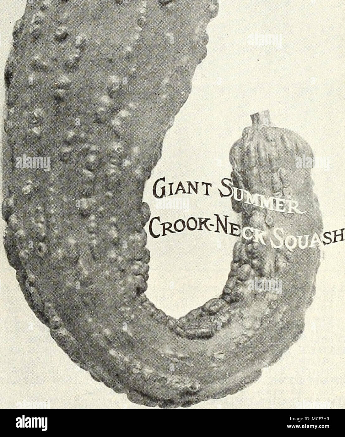 . Gli spinaci LUNGA ROLND seminate. Un grande aggraffato ] re di Danimarca, "ANTVORSKOV." rende rapida di latifoglie, carnose e spesse varietà, che mentre il tardo 1 e il basso tasso di crescita, producendo un abbondanza di buio in maturazione rimane m buone condizioni per un lungo I foglie verdi di grandi dimensioni, molto spiegazzato e tempo. Verde scuro e di ottima qualità. % Lb., | è lento andare al seme. Readv per l'uso appena 20 cts.; lb., 50 cts. Da express o merci a purchas- altre varietà e foglie tenere bene dopo essere stato er s spese, 5 libbre, .$2.00; 10 libbre, .$3.50. tagliare. ^^ lb., 25 cts.; lb., 75 ct Foto Stock