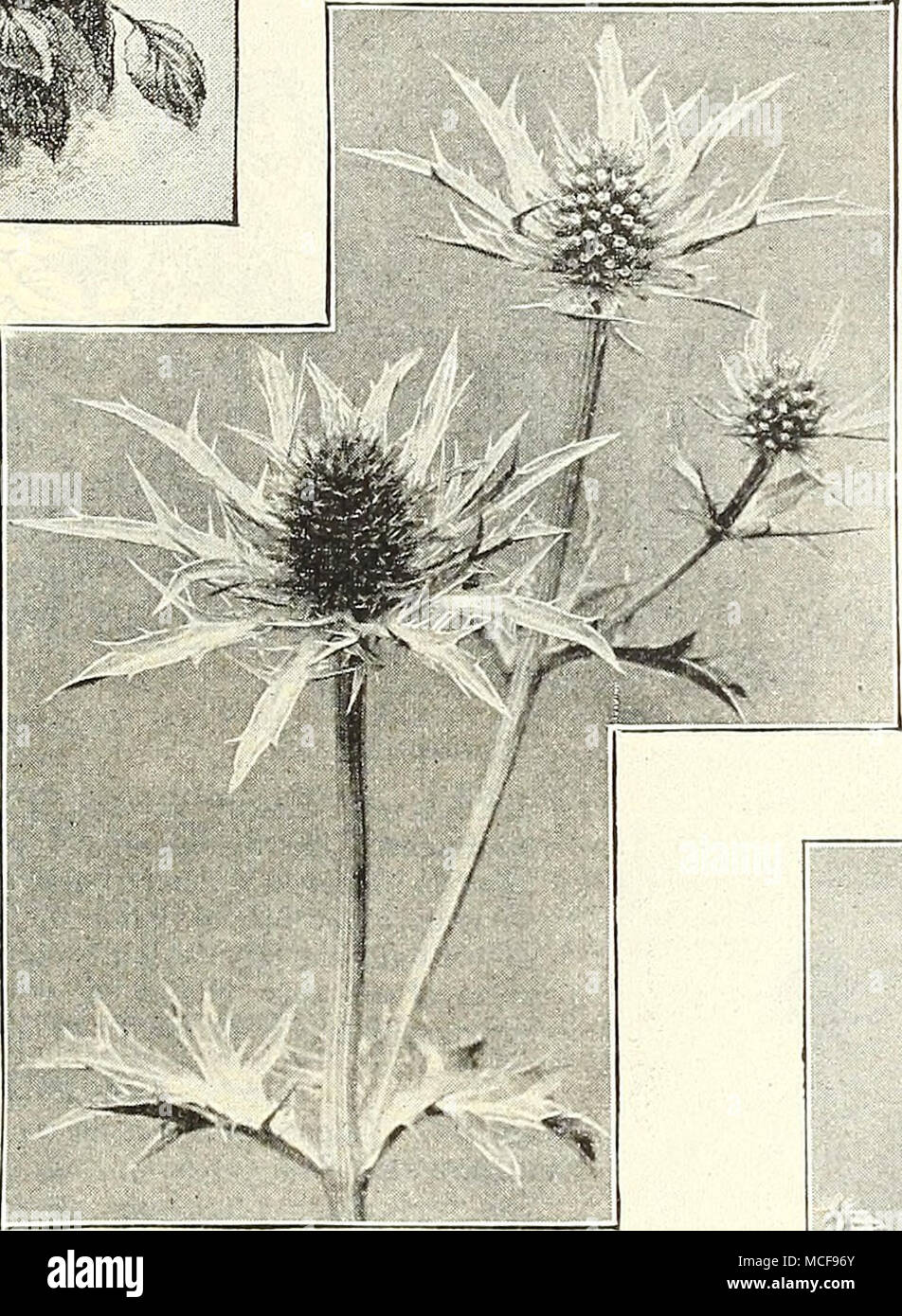. Eryngium amethystinum. , Un terreno bagnato ; l'estate. cresce da 4 a 5 piedi alto, (vedere taglio.) 15 cts. ciascuna; Foto Stock