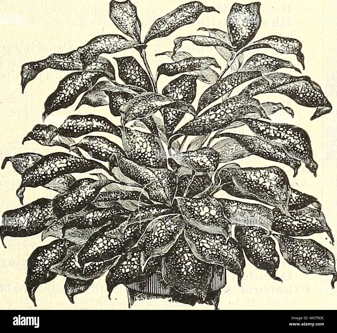 . Dracena Godshffiana. DIEFFENBACHIAS. Bello piante decorative, con grassetto fogliame ornamentale; utile per il conservatorio di caldo. Baraquiniana. Lascia luminoso, di colore verde chiaro, irregolarmente spotted con bianco, controfiletto e steli chiaro luminoso bianco-avorio. 50 cts. per $1.00 ciascuna. Bausei. Foglie verde giallognolo, emarginati e irregolarmente spotted con verde scuro e pro- fusely spotted con bianco. 50 cts. per $1.00 ciascuna. Bowmanrti. Ricca di verde intenso delle foglie, spotted con marcature irregolare di luce verde pisello. 50 cts. per $1.00 ciascuna. Memoras Co/Si. Belle foglie di un bianco argentea, con filettatura-simili a Latera Foto Stock