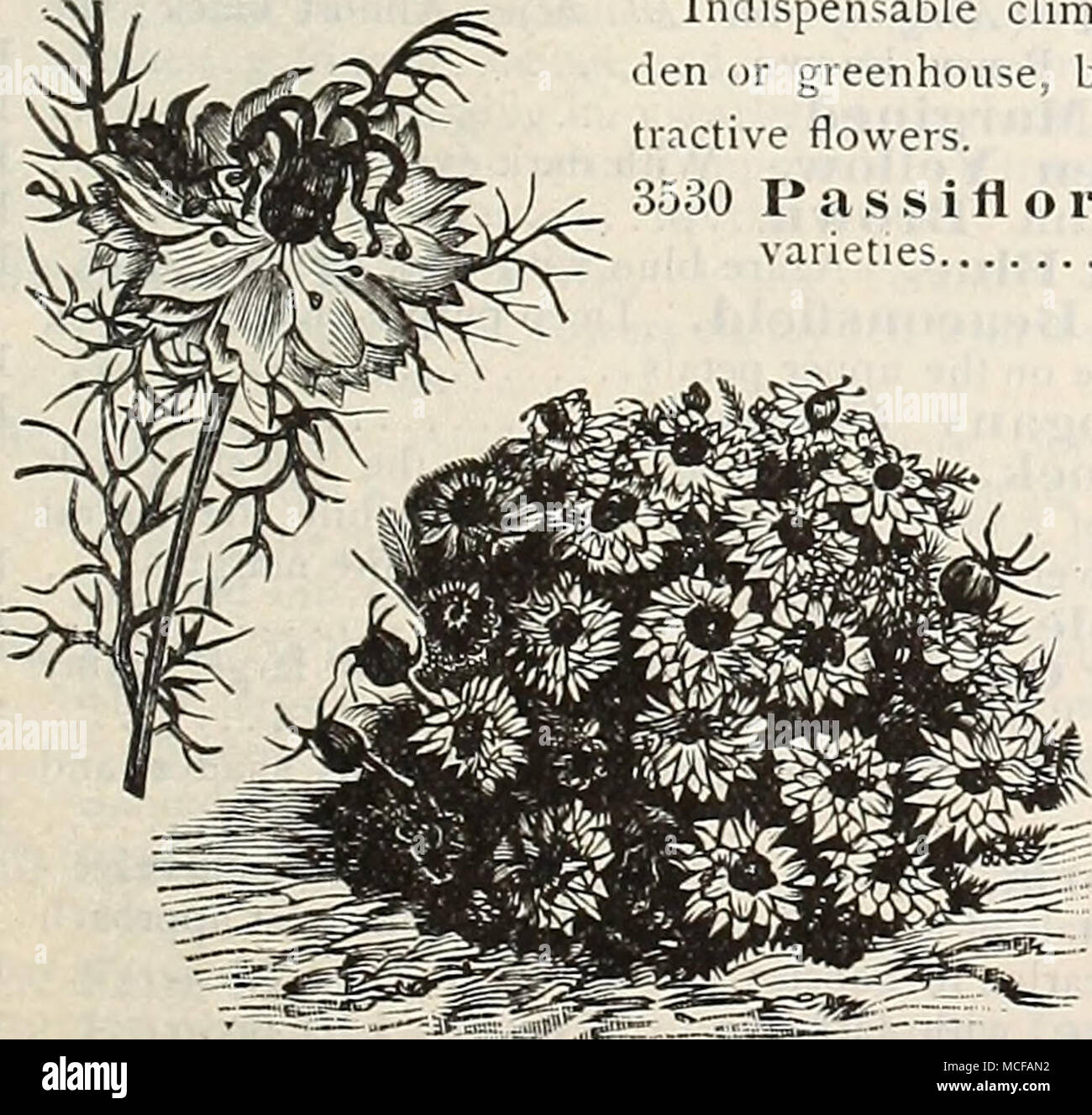 Nigella Damasce.na. (Fiore della passione.) indispensabile piante  rampicanti, per il gar- den o serra, portante una profusione di a- fiori di  trazione. 3530 P a s s i f o r