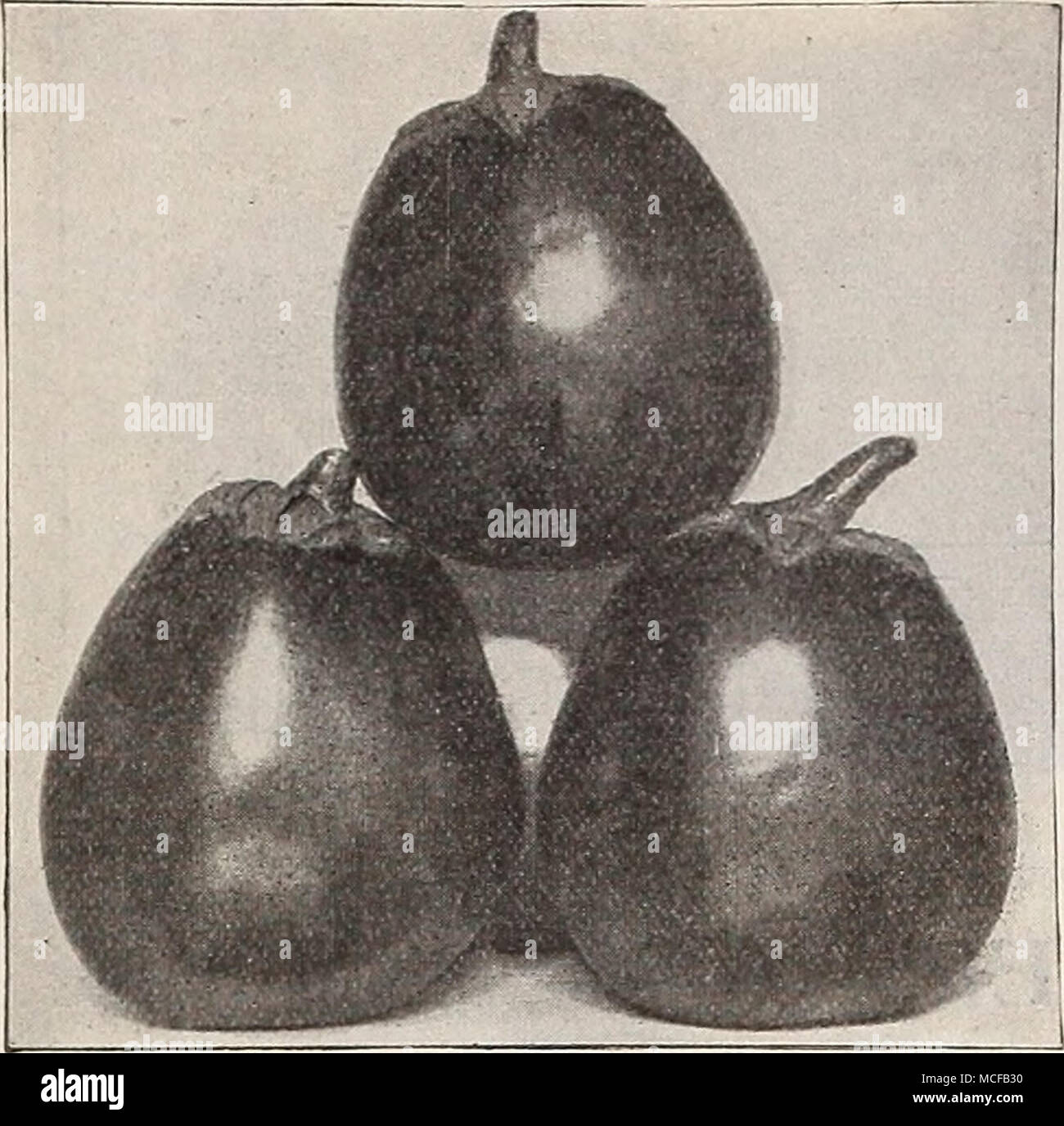 . EQQ=impianto. New York migliorata grandi Egg-Plant viola. Tarassaco. Il tarassaco è un ardito per- ennial impianto, somigliante a scarola, e permette di ottenere uno dei primi e più salutare verdi a molla o insalate. Seminare in primavera in Trapani 12 pollici di distanza, e sottile fuori a 6 pollici in Trapani; la primavera seguente sarà adatta per l'uso. Di latifoglie. Pkr., 10 cts.; oz., 40 cts.; ho lb., SI.35. Miglioramento thick-lasciato (vedere taglio). Una migliorata di spessore- lasciava varietà. Pkt., 10 cts.; oz., 50 cts.; ^ lb, §1,50. GARI.IC. (Set Onion imposta, pagina 37.) il rafano. {Vedere piante vegetali, pagina 48.) Eierpjlanze, G Foto Stock