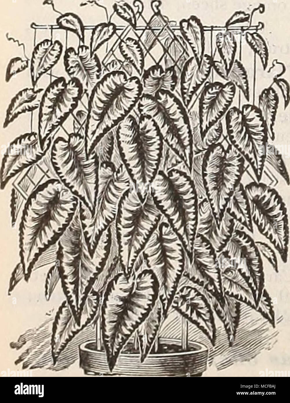 Cissus Discoi Uk Cxi Via Miniatum Imantophyllum Un Grazioso