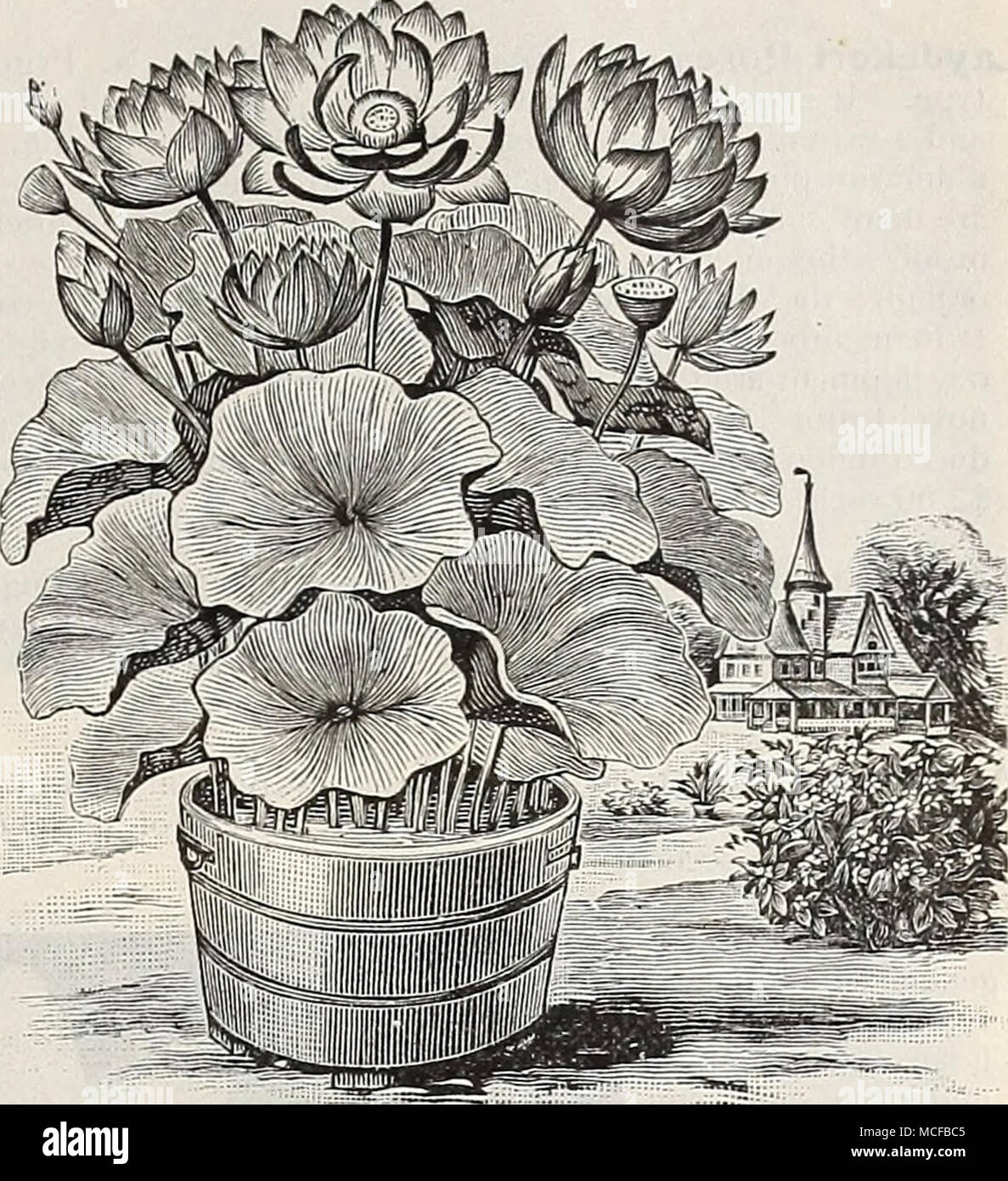 . NELTJMBrUM SPECIOSUM. Album Grandiflorum. Un incredibilmente bella varietà, producendo fiori immenso di puro bianco avorio, molto scelta. $1,50. Album striato, i fiori di questa varietà squisita sono bianco puro, i bordi dei petali sono irregolarmente a strisce e la punta di rosy carmine. La loro fragranza è ben distinta da altre varietà, in qualche modo assimilabile a quello di mag- nolia. La pianta è molto vigorosa e rivali nella maestosa crescita che della N. Speciosum. $1,50. Kermesinum. Un altro distinto e affascinante varietà, bear- ing fiori assomigliano al Hermosa Rose in colo Foto Stock