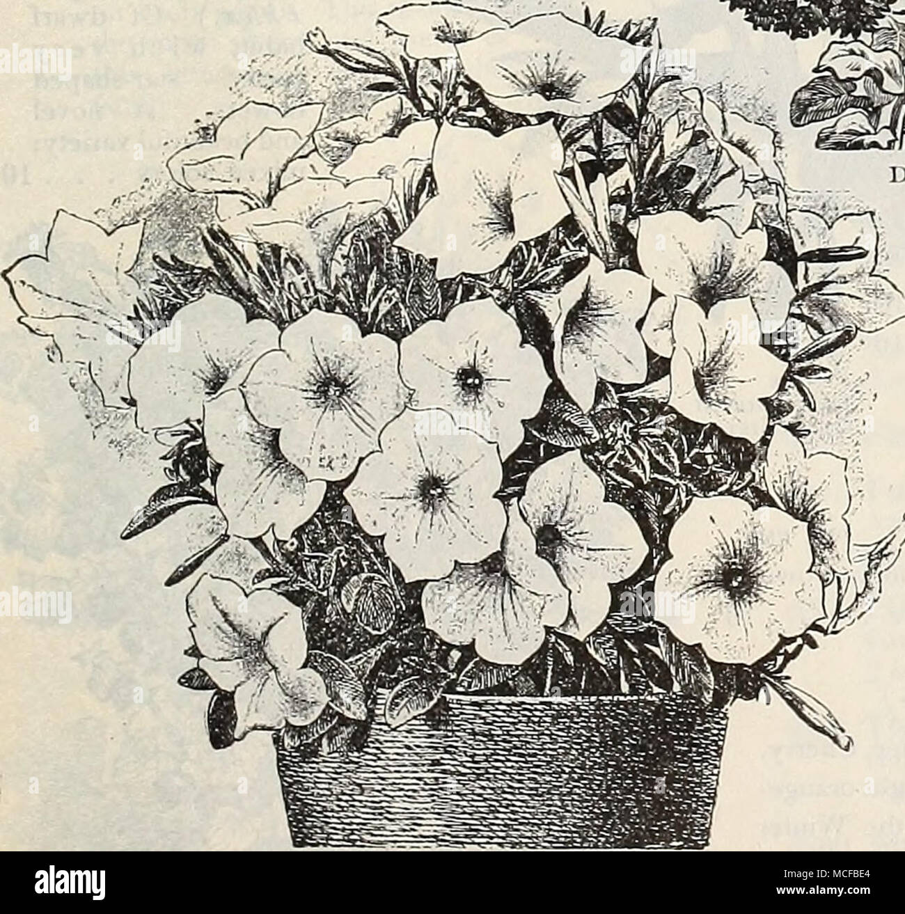. Dreer's unico grande fioritura di Petunia sfrangiate. per PKT. 6276 increspato giganti. Questa nuova gara è il risultato di anni di attenta ibridando e selecticn, da uno dei principali specialisti di petunia. 1 Egli f owers sono di straordinaria dimensione e sostanza, con molto gola profonda, e dis- tinguished dal grande flusso- ering sezione orlata dalla più profonda e sfrangiare solcatura, dando l'aspetto come se. artificialmente increspato. I colori non sono superate da qualsiasi altro ceppo, che vanno dal profondo prugna-viola per il bianco purissimo, con tutte le sfumature intermedie, che combinato con il RUF- fli Foto Stock