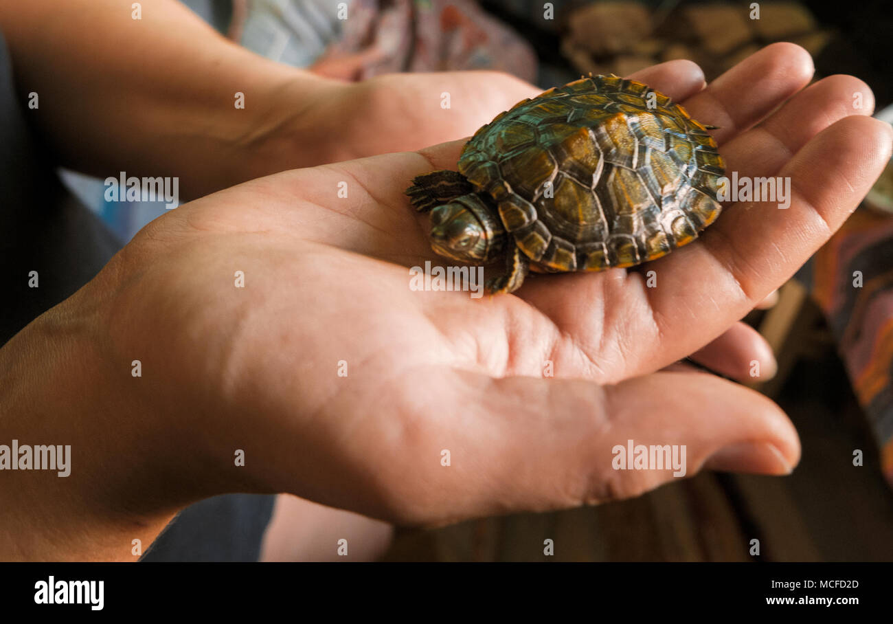 Baby turtle in una mano. Le piccole tartarughe, pet nelle mani delle ragazze Foto Stock