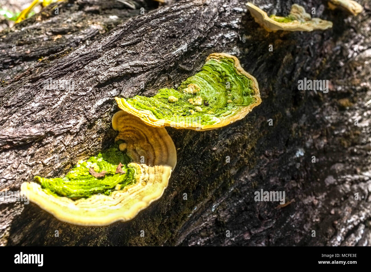 I funghi della staffa o mensola funghi su un tronco di albero. Foto Stock