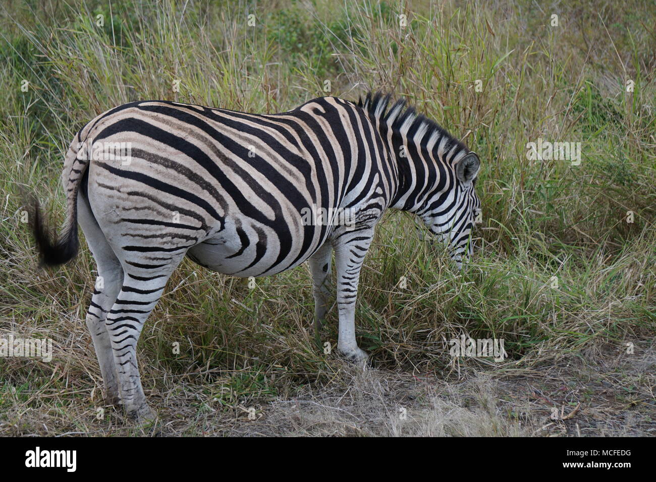 Zebra mangiare, la Hluhluwe Game Reserve Foto Stock