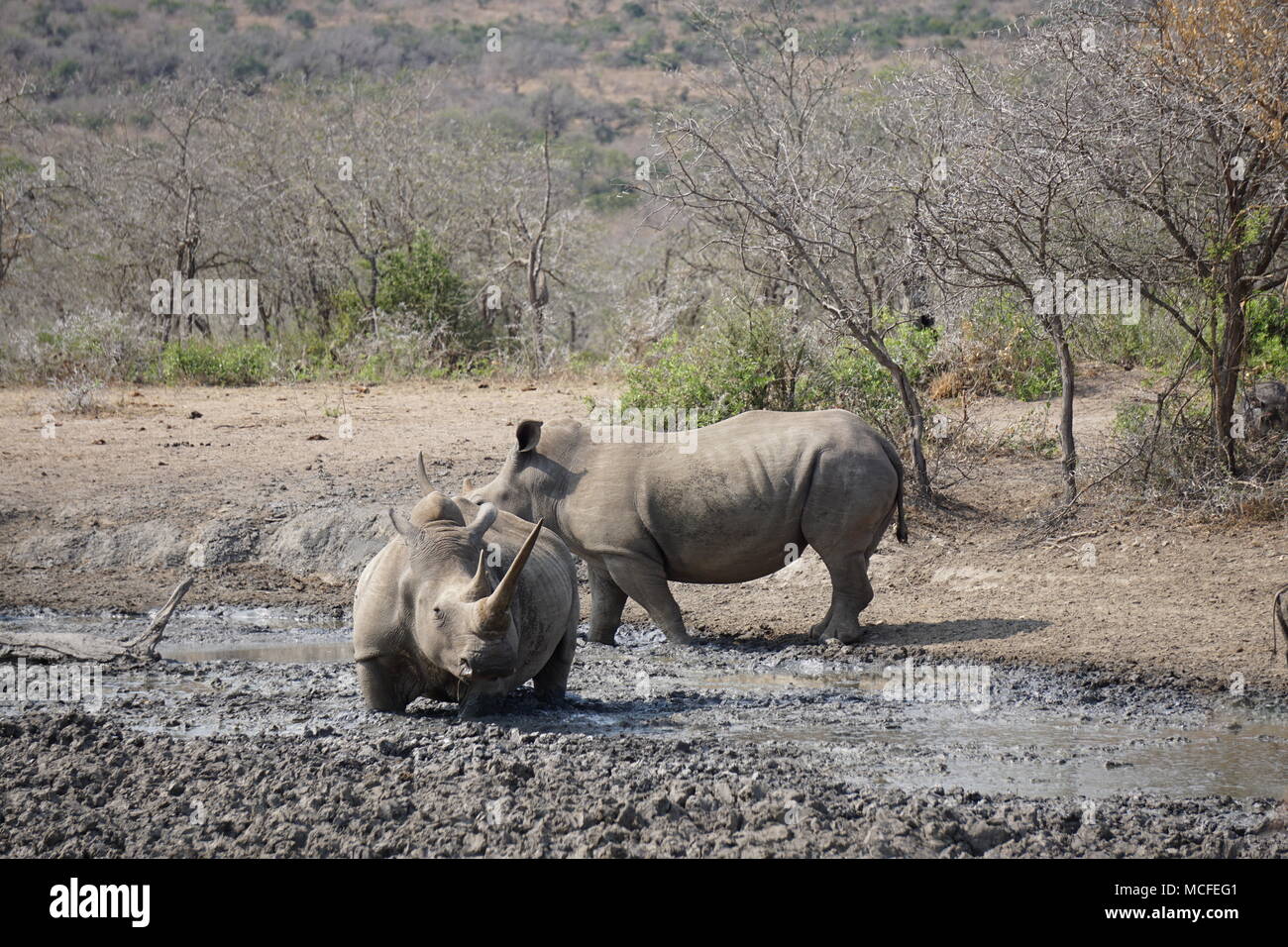 Rhino's presso il foro di irrigazione, la Hluhluwe Game Reserve Foto Stock