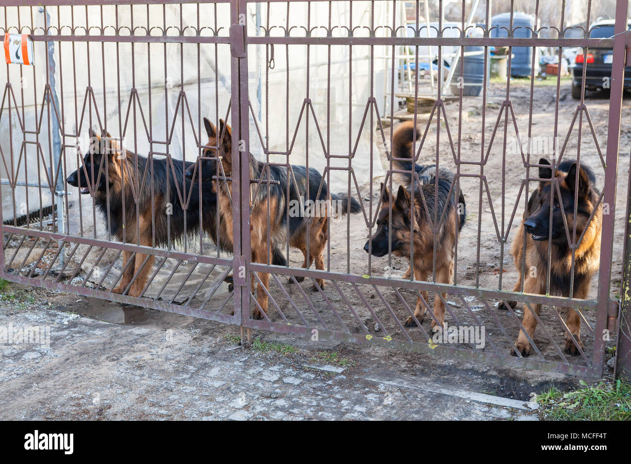 Quattro gernam cani da pastore a guardia area dietro il recinto Foto Stock